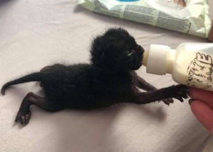 Spendenaufruf Katzenbaby Nothilfe Split