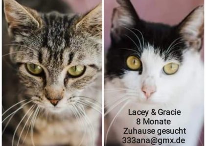 Lacey & Gracie  8 Monate suchen ein Zuhause