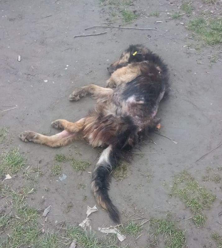 Hunderte verwahrloste Hunde aus Roma Siedlung, Tierheim am Limit