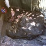 Hunderte Tiere in Lebensgefahr! Dringender Notruf vom Tierheim Prijatelji in Cakovec (Nordkroatien)!!!!