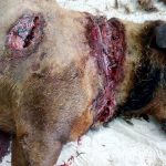 Hunderte Tiere in Lebensgefahr! Dringender Notruf vom Tierheim Prijatelji in Cakovec (Nordkroatien)!!!!